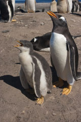 Gentoo Penguins
